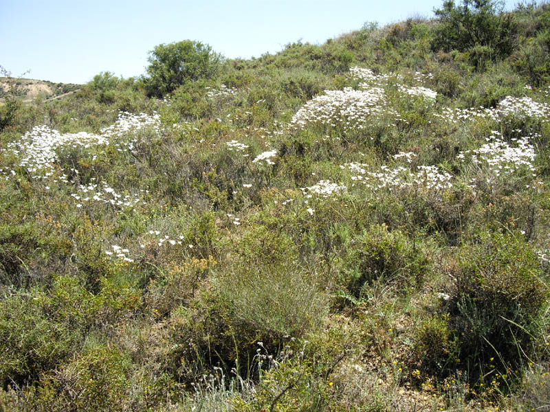 Linum suffruticosum photo